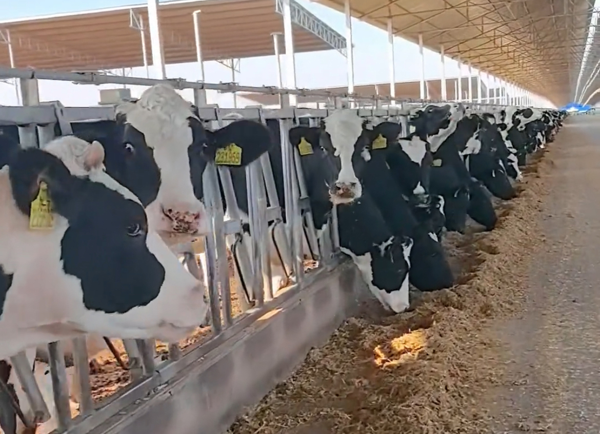 投放小區(qū)售奶機牧場 投放小區(qū)售奶機牧場